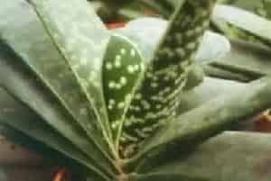 子宝(孖宝)养殖方法和注意事项_子宝图片种植时间