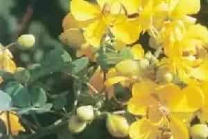 双荚决明(双荚黄槐)养殖方法和注意事项_双荚决明图片种植时间