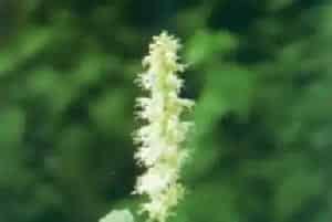 藿香(合香 香荆芥花)养殖方法和注意事项_藿香图片种植时间