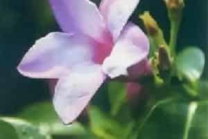 橡胶紫茉莉(伯莱花 桉叶藤)养殖方法和注意事项_橡胶紫茉莉图片种植时间