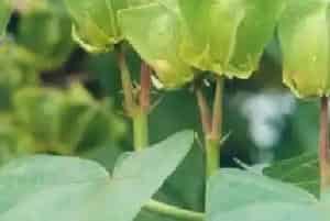 昂天莲(刺果藤 水麻)养殖方法和注意事项_昂天莲图片种植时间