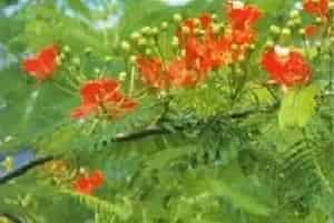 凤凰木(红花楹)养殖方法和注意事项_凤凰木图片种植时间