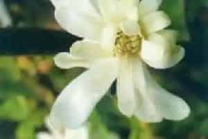 星花木兰(日本毛玉兰)养殖方法和注意事项_星花木兰图片种植时间