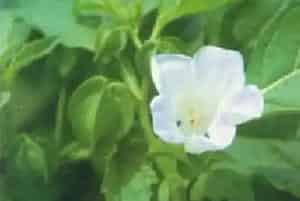 假酸浆(冰粉 鞭打绣球)养殖方法和注意事项_假酸浆图片种植时间