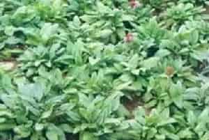 夏枯草(麦夏枯 铁色草)养殖方法和注意事项_夏枯草图片种植时间