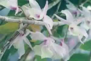 兜唇石斛(吊兰花)养殖方法和注意事项_兜唇石斛图片种植时间