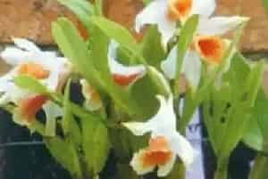 黑毛石斛养殖方法和注意事项_黑毛石斛图片种植时间