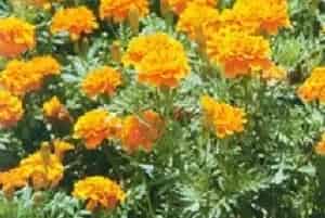 孔雀草(小万寿菊 红黄)养殖方法和注意事项_孔雀草图片种植时间