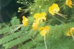 金凤花(洋金凤 蛱蝶花)养殖方法和注意事项_金凤花图片种植时间