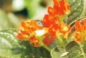 金红花养殖方法和注意事项_金红花图片种植时间