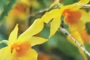 细叶石斛养殖方法和注意事项_细叶石斛图片种植时间