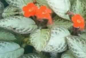 喜阴花(红桐草)养殖方法和注意事项_喜阴花图片种植时间