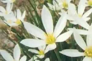 葱兰(白花菖蒲莲 玉帘 葱莲)养殖方法和注意事项_葱兰图片种植时间