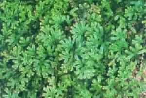 翠云草(蓝地柏 绿绒草)养殖方法和注意事项_翠云草图片种植时间