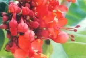 艳赪桐(美丽赪桐)养殖方法和注意事项_艳赪桐图片种植时间