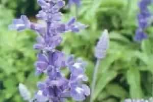 蓝花鼠尾草(粉萼鼠尾草)养殖方法和注意事项_蓝花鼠尾草图片种植时间