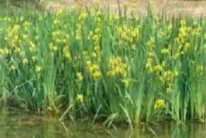 黄花鸢尾(黄菖蒲)养殖方法和注意事项_黄花鸢尾图片种植时间