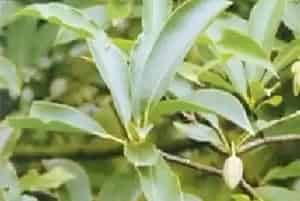 桂南木莲(山木莲 仁昌木莲 南方木莲 华南木莲)养殖方法和注意事项_桂南木莲图片种植时间