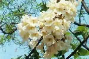 白花泡桐(泡桐)养殖方法和注意事项_白花泡桐图片种植时间