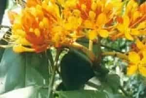 中国无忧树(火焰花)养殖方法和注意事项_中国无忧树图片种植时间