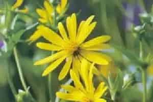 串叶松香草(松香草 菊花草)养殖方法和注意事项_串叶松香草图片种植时间