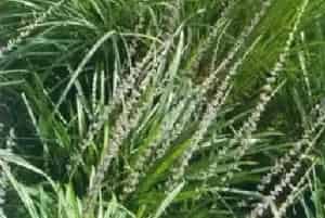 阔叶麦冬(阔叶山麦冬)养殖方法和注意事项_阔叶麦冬图片种植时间