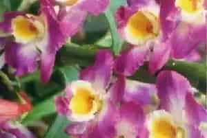 春石斛(美花石斛)养殖方法和注意事项_春石斛图片种植时间