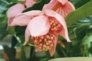 宝莲花(粉苞酸脚杆)养殖方法和注意事项_宝莲花图片种植时间