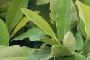 山玉兰(优昙花)养殖方法和注意事项_山玉兰图片种植时间