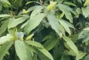 观光木(香花木 香木楠)养殖方法和注意事项_观光木图片种植时间
