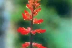 纳塔尔刺桐养殖方法和注意事项_纳塔尔刺桐图片种植时间