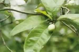 黄花木兰养殖方法和注意事项_黄花木兰图片种植时间