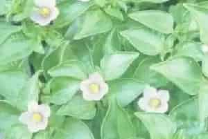 紫芳草(紫星花)养殖方法和注意事项_紫芳草图片种植时间