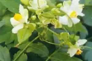 倒地铃(风船葛 野苦瓜)养殖方法和注意事项_倒地铃图片种植时间