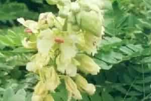 南蛇簕(喙荚云实)养殖方法和注意事项_南蛇簕图片种植时间