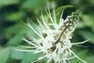 肾茶(猫须草 腰只草)养殖方法和注意事项_肾茶图片种植时间