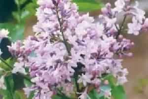 欧洲丁香(欧丁香 洋丁香)养殖方法和注意事项_欧洲丁香图片种植时间