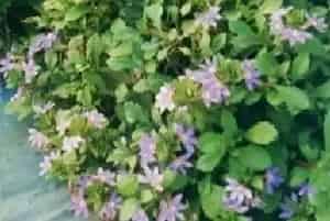 紫扇花(蓝扇花)养殖方法和注意事项_紫扇花图片种植时间