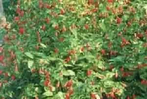 悬铃花(南美朱槿)养殖方法和注意事项_悬铃花图片种植时间