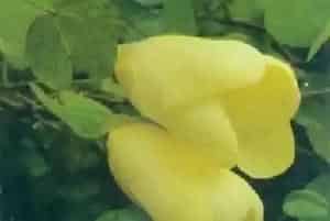 黄花羊蹄甲养殖方法和注意事项_黄花羊蹄甲图片种植时间