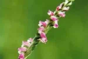 绶草(盘龙参 龙抱柱 双瑚草)养殖方法和注意事项_绶草图片种植时间