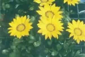 勋章菊(勋章花)养殖方法和注意事项_勋章菊图片种植时间