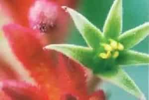 袋鼠爪花(袋鼠花)养殖方法和注意事项_袋鼠爪花图片种植时间