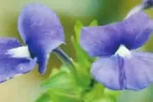 蓝金花(蓝鲸花)养殖方法和注意事项_蓝金花图片种植时间