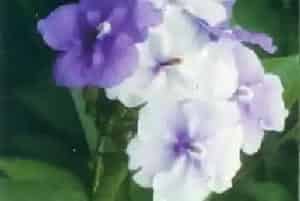 大花鸳鸯茉莉(大花番茉莉)养殖方法和注意事项_大花鸳鸯茉莉图片种植时间