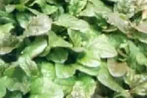 多花筋骨草养殖方法和注意事项_多花筋骨草图片种植时间