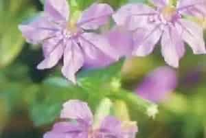 紫雪茄花(紫萼距花)养殖方法和注意事项_紫雪茄花图片种植时间