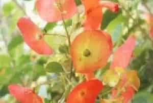冬红(帽子花)养殖方法和注意事项_冬红图片种植时间