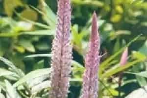 猫尾草(猫尾豆 兔尾草)养殖方法和注意事项_猫尾草图片种植时间