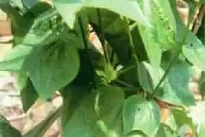 杯叶西番莲(半截叶)养殖方法和注意事项_杯叶西番莲图片种植时间